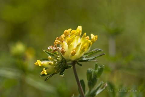 Rundbælg (Anthyllis vulneraria)